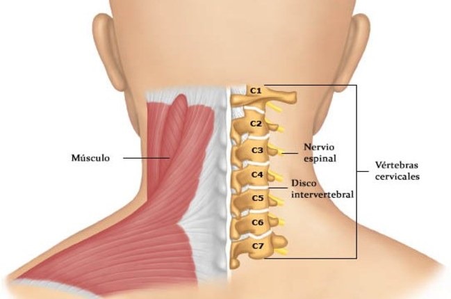 El dolor agudo en la espalda en el departamento de pecho de la columna vertebral