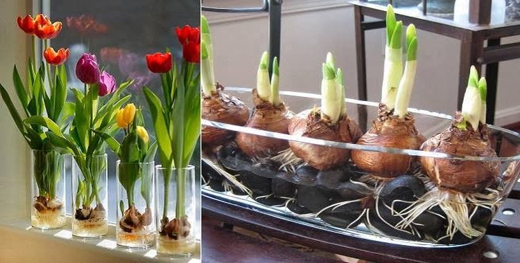 Cultiva-tus-propios-tulipanes-de-una-manera-sencilla
